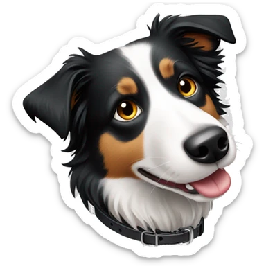 Border collie with Fiona on collar sticker