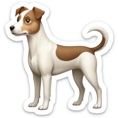 a full body large white parson russell looking dog the size of a kelpie with light brown flapped down ears and a light brown patch on one eye and a large snout sticker