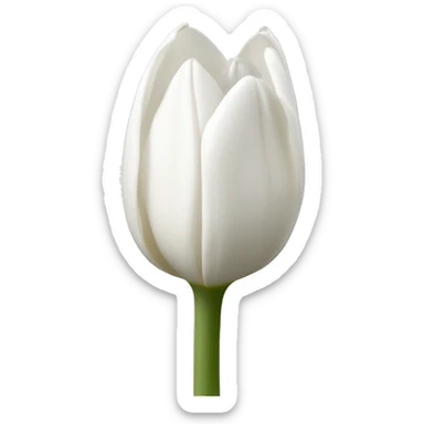 One white tulip flower sticker
