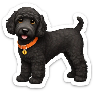 Black golden doodle wearing an orange collar sticker