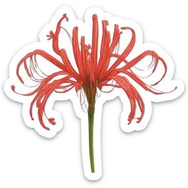 Lycoris radiata sticker