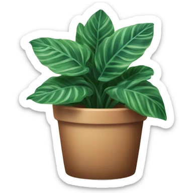 potted house plant, calathea orbifolia sticker