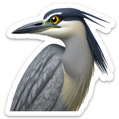 Yellow-crowned Night Heron  sticker