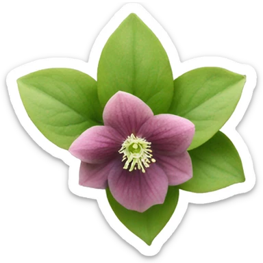 Hellebore  sticker