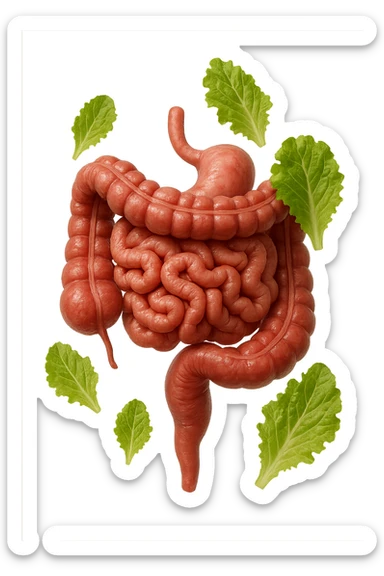 INTESTINO ANATOMICO UMANO REALISTICO INSIEME A FOGLIE DI INSALATA CHE FLUTTUANO IN ARIA, IPERREALISTICO 4K sticker