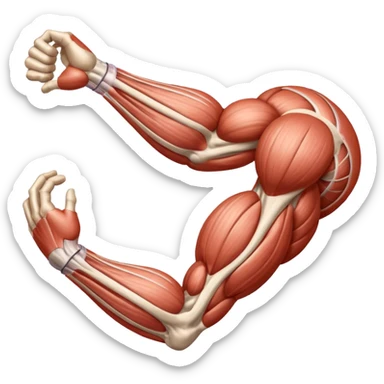Elbow muscle anatomy sticker