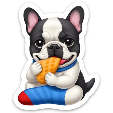 Black and white French bouledogue eating a sock sticker