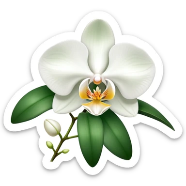 Elegant phalaenopsis moth orchid with white blooms and two visible green leaves at the base sticker