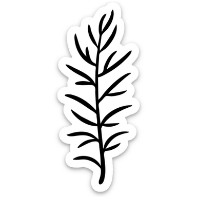 Rosemary herb with needle-like leaves on stems, botanical illustration sticker