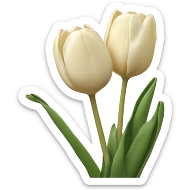Cream colored tulips sticker