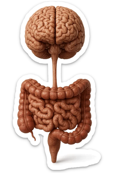 intestino e cervello sono collegati verticalmente, iperrealistico 4k sticker
