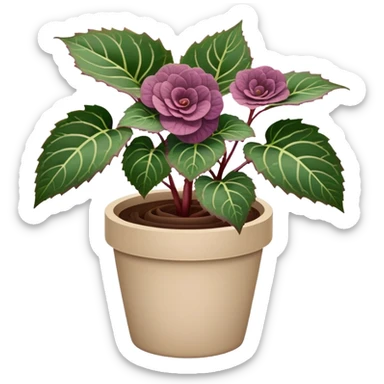 Begonia Rex plant with only greenish-purple spiral patterned leaves in a beige pot, no flowers sticker