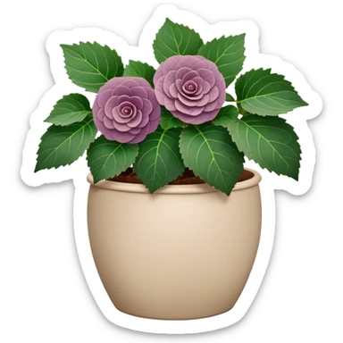 Begonia Rex with greenish-purple spiral leaves in a beige pot sticker