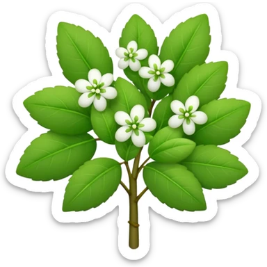 A small bush with round leaves and tiny budding flowers.









































 sticker