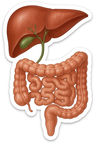 Connessione, fegato , intestino e cistifellea sticker