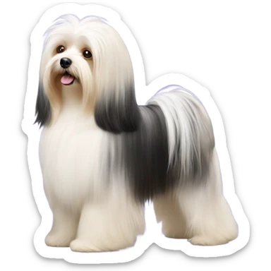 Side view of Havanese long hair all the way down to the dogs feet at a dog show  sticker