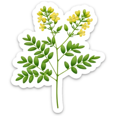 flowering Rue herb sticker
