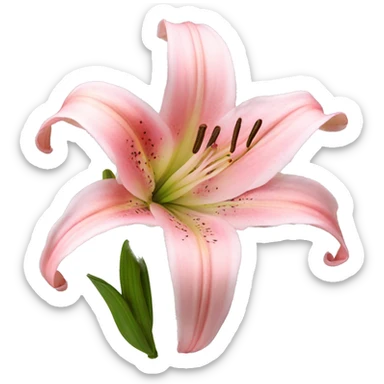 light pink lilium sticker