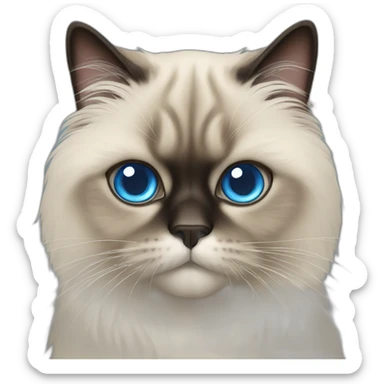Himalayan cat with blue eyes sticker