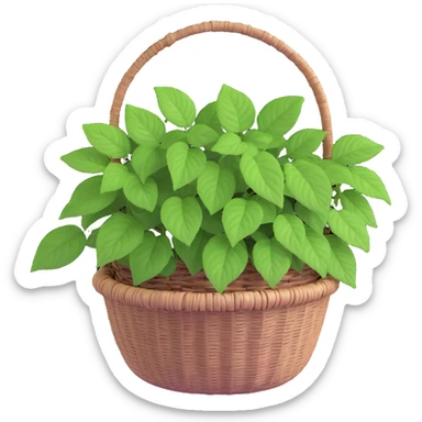 Plectranthus Verticillatus with trailing vines and extremely round circular penny-shaped leaves in a coconut fiber basket sticker