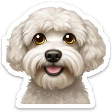 Maltese/poodle mix with a brown spot over his eye sticker