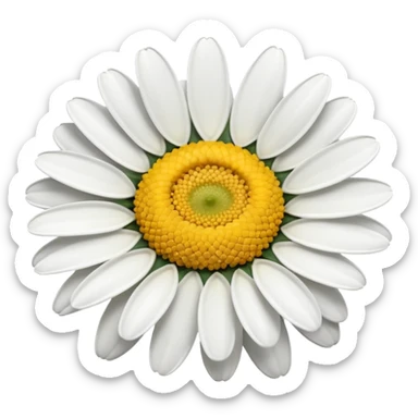 daisy with no strap just daisy  sticker