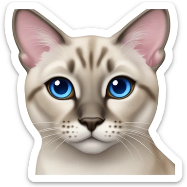 Lynx point Siamese with crossed blue eyes and pink nose sticker