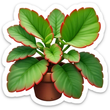 Crassula Ovata Golum with cilindric leaves sticker