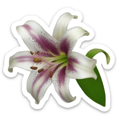 Lily  sticker