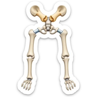 Articulacion de la cadera y femur  sticker