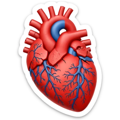 anatomy heart sticker