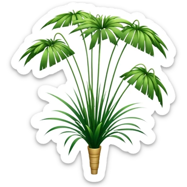 Tall reed-like papyrus plant with feathery tops, green stems and umbrella-shaped foliage sticker