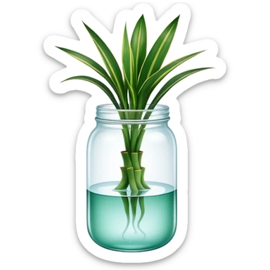Snake plant (dracaena or sansevieria) with only straight up leaves in a glass jar with water sticker