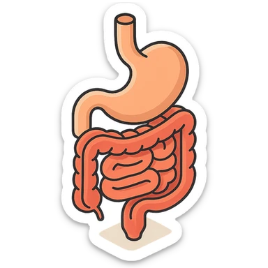 intestine with stomach, 2D isometric style, minimalist background, soft shadows and highlights, transparent background sticker