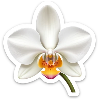 Beautiful phalaenopsis moth orchid flower with delicate petals and distinctive shape sticker