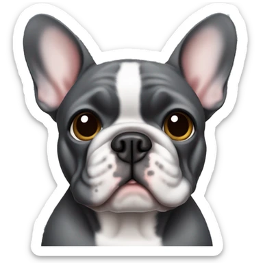Dark gray French bulldog male, hazel eyes and one short ear sticker