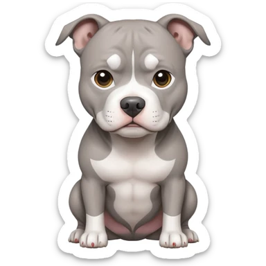 a grey pit bull with a white tummy sticker