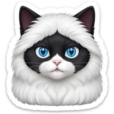 black cat with blue eyes, fluffy, white chest and white face sticker
