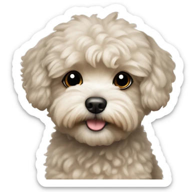 A small, short haired maltipoo sticker