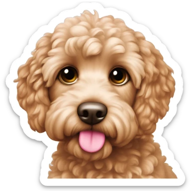 Very cute apricot colored cockapoo with a pink colored nose sticker