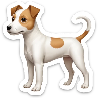 a full body white parson russell looking dog the size of a kelpie with light brown ears and a light brown patch on one eye and a large snout sticker