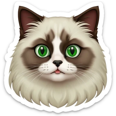 Dark Brown ragdoll cat with a white chest and green eyes and a black nose and mouth sticker