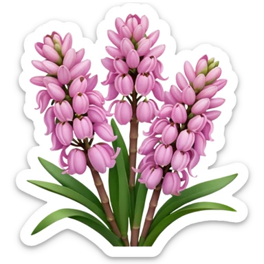 Pink hyacinth sticker