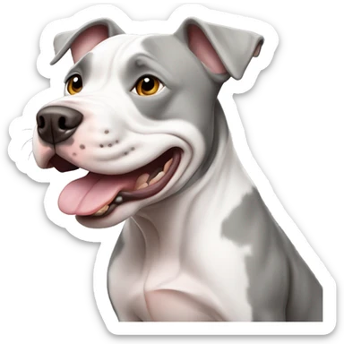 White and gray pitbull with a goofy face sticker