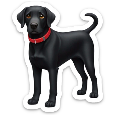 Black Labrador dog with red collar  sticker