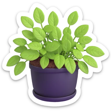 Small sprouts of Plectranthus Verticillatus with extremely round perfect circle leaves growing in a shiny metallic pot sticker