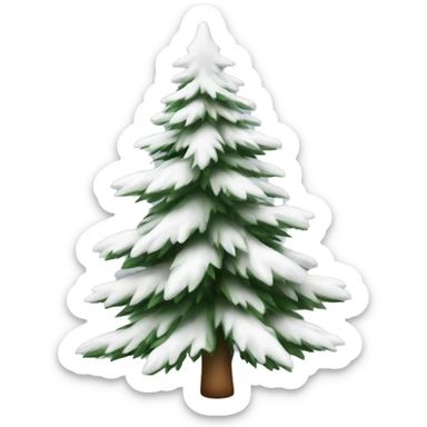  actual white fir christmas tree isolated.  sticker