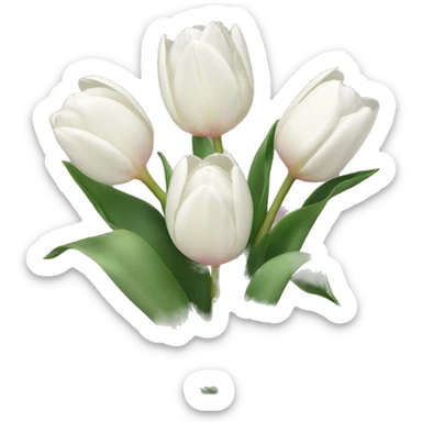6 white Tulips with a little pink ribbon  sticker