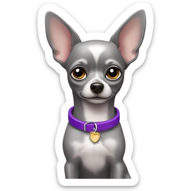 grey chihuahua with purple collar sticker