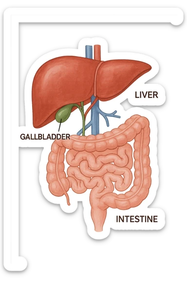 Connessione visiva, fegato , intestino e cistifellea sticker